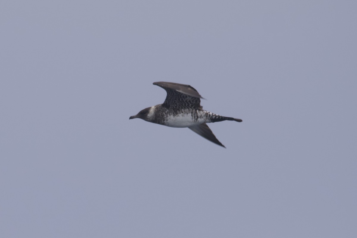 Pomarine Jaeger - Greg Hertler