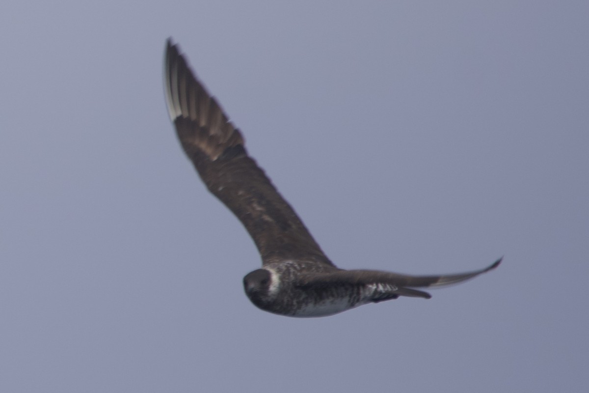 Pomarine Jaeger - Greg Hertler