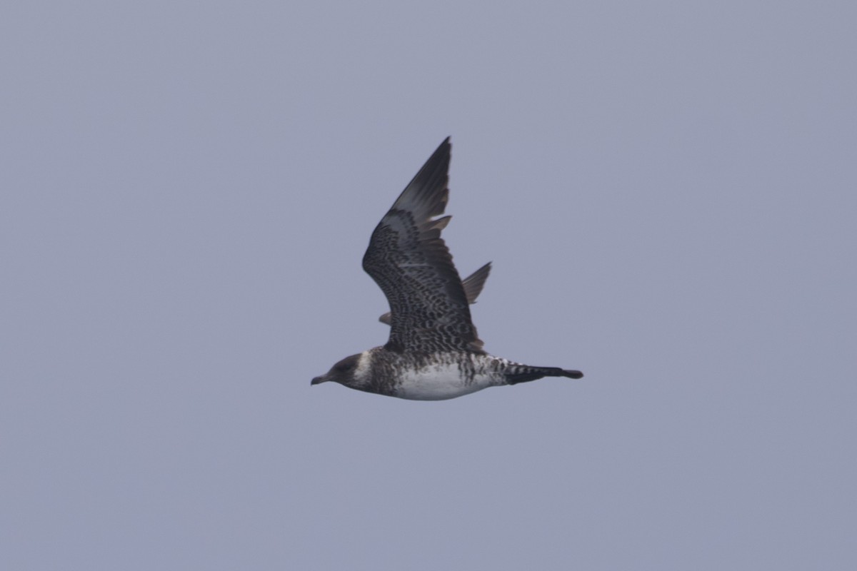 Pomarine Jaeger - Greg Hertler