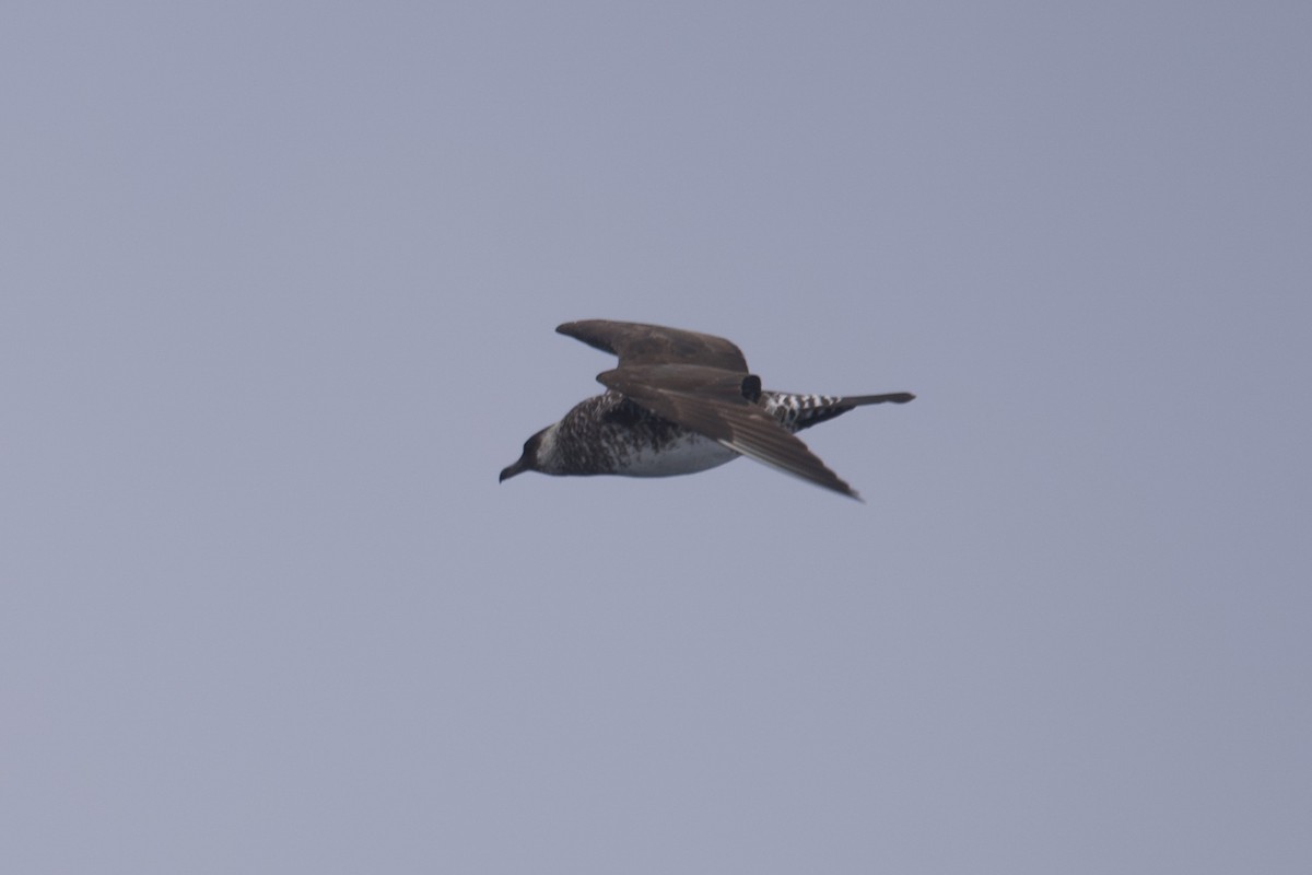 Pomarine Jaeger - Greg Hertler