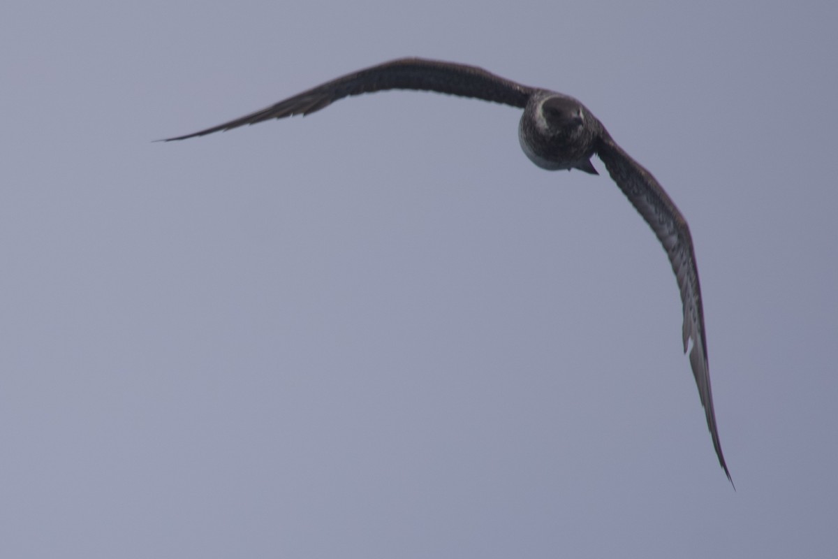 Pomarine Jaeger - Greg Hertler