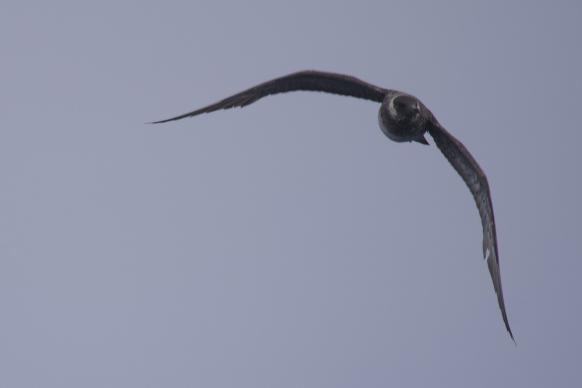 Pomarine Jaeger - Greg Hertler