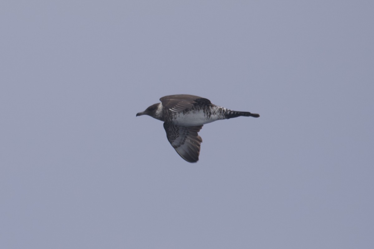 Pomarine Jaeger - Greg Hertler