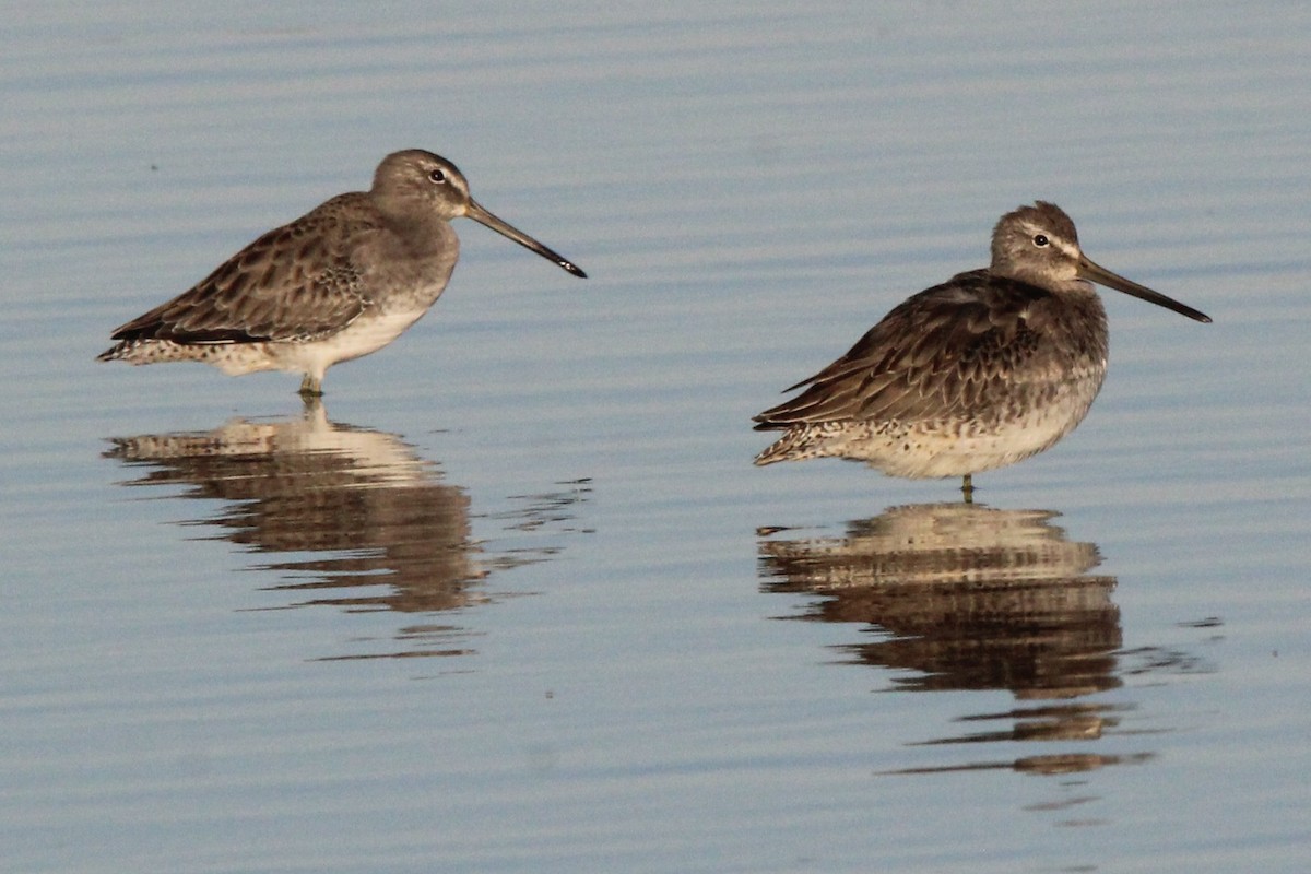 Long-billed Dowitcher - ML609876158