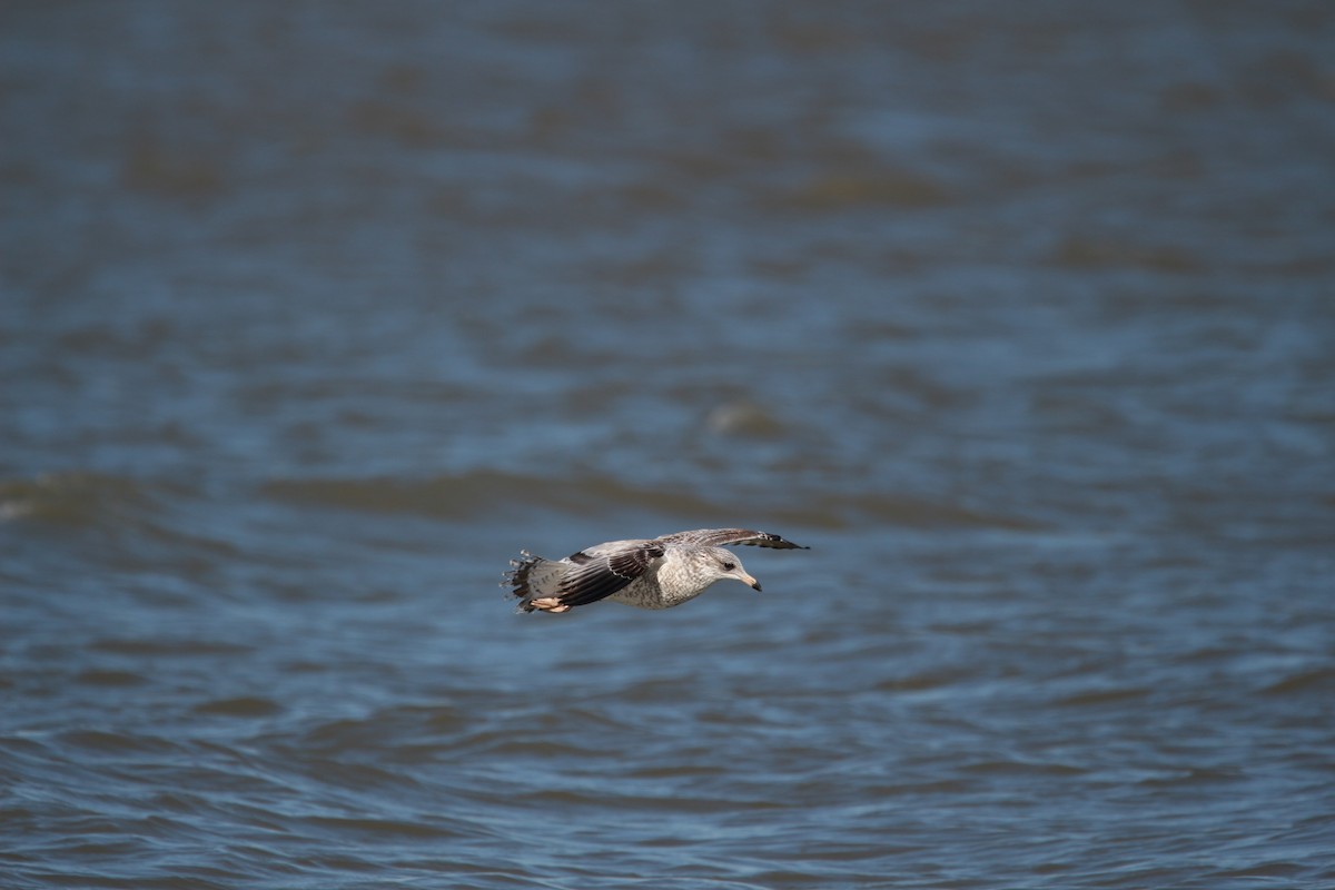 Ring-billed Gull - ML609876167