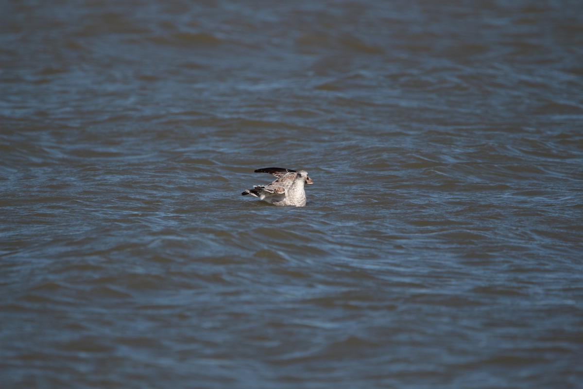 Ring-billed Gull - ML609876168