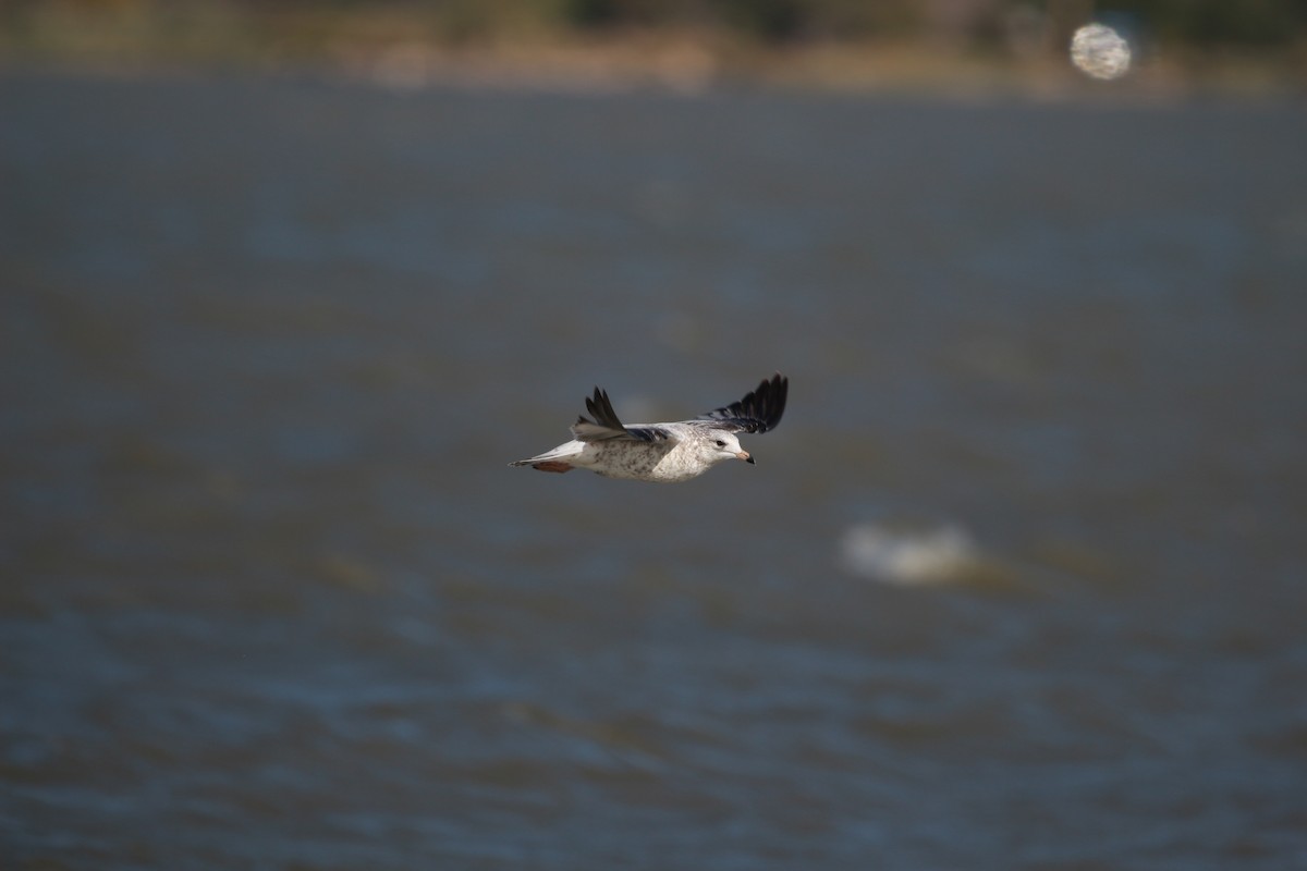 Ring-billed Gull - ML609876170