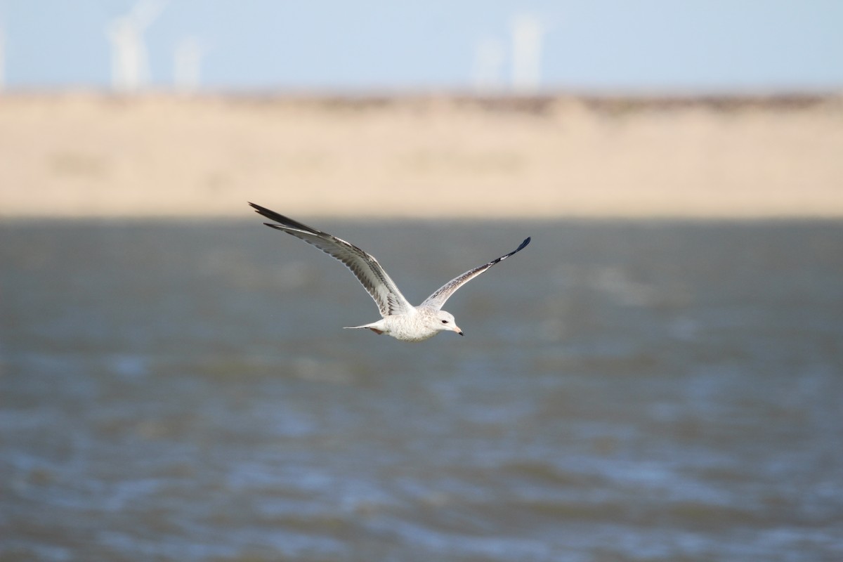 Ring-billed Gull - ML609876172