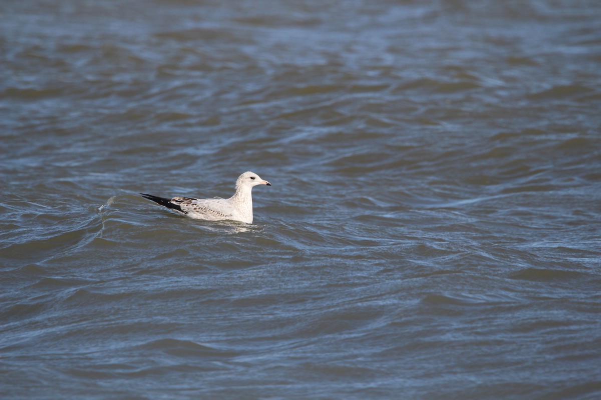 Ring-billed Gull - ML609876174