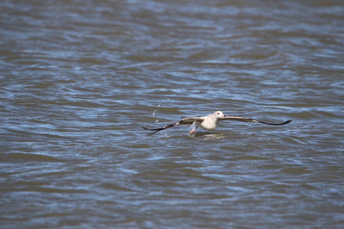 Ring-billed Gull - ML609876175