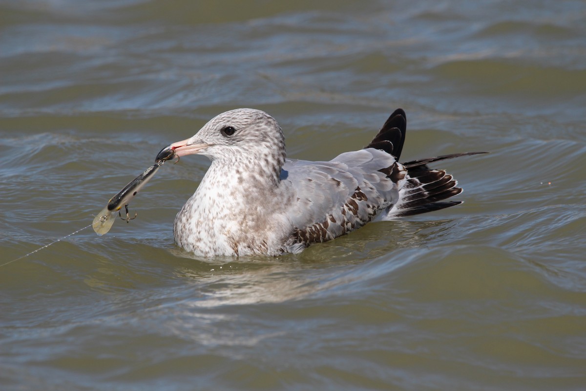 Ring-billed Gull - ML609876188