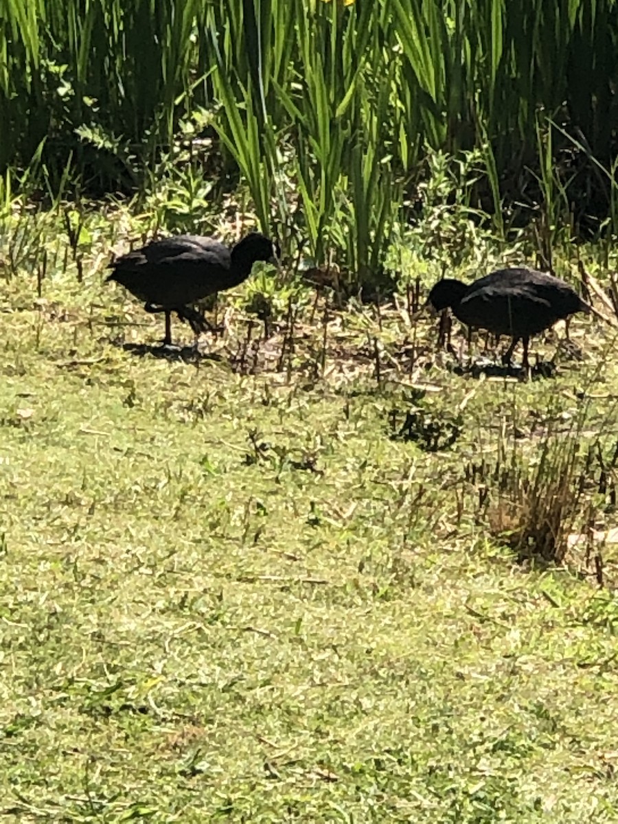 Eurasian Coot - ML609876327