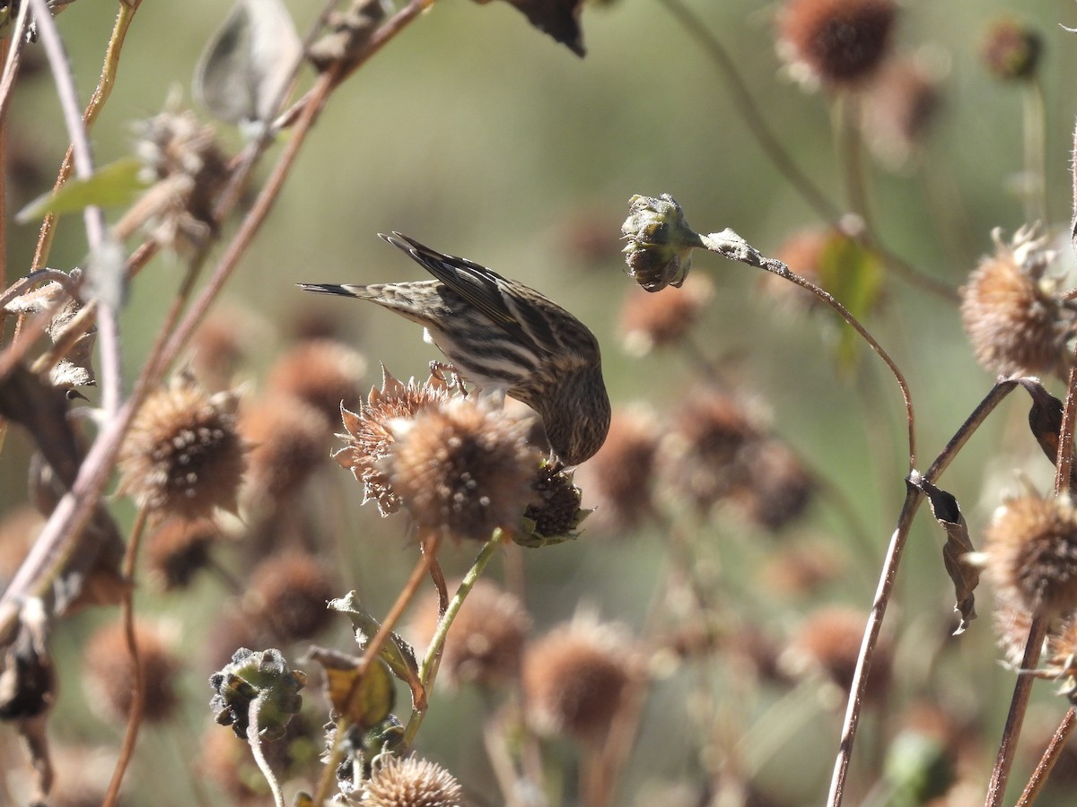 Pine Siskin - ML609876347