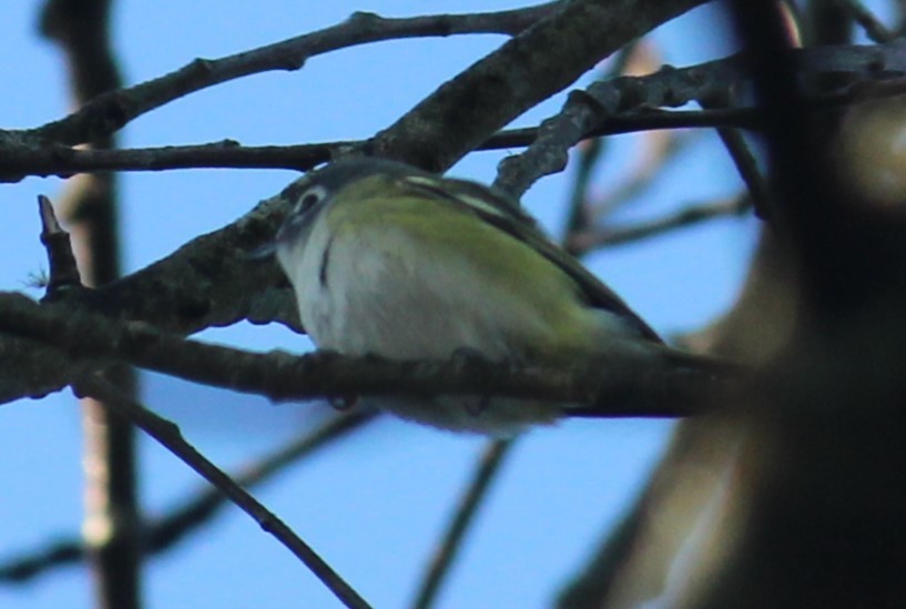 Blue-headed Vireo - ML609876390