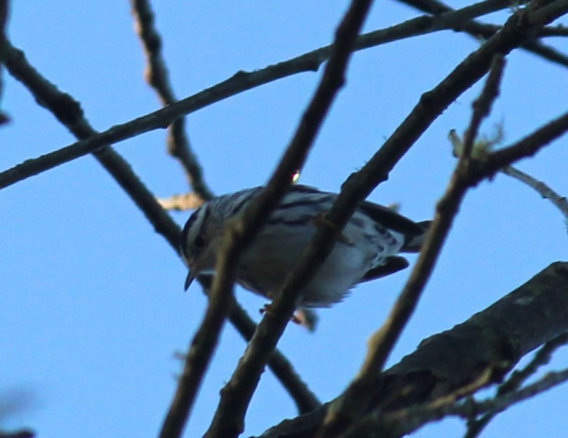 Black-and-white Warbler - ML609876396