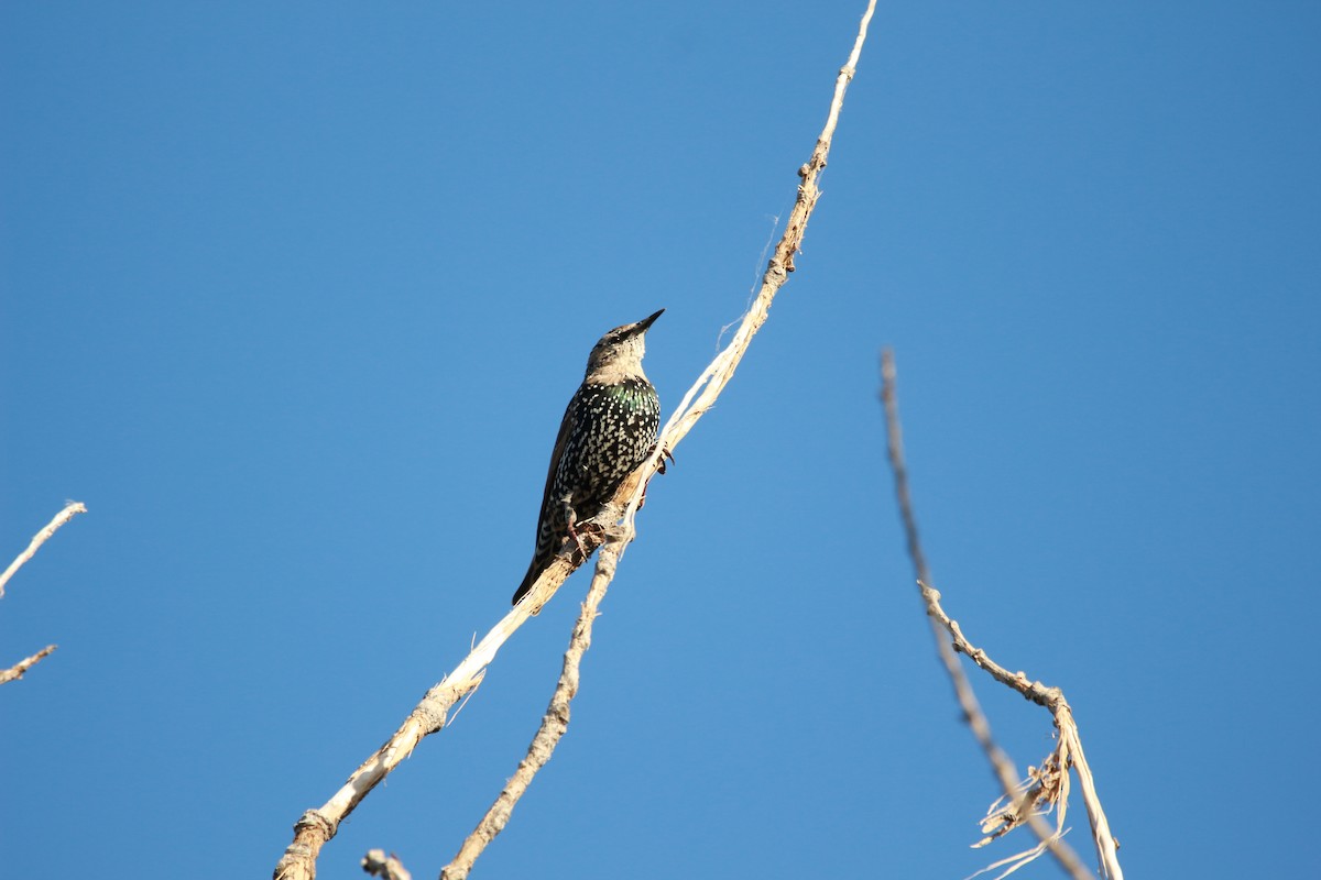 European Starling - ML609876406