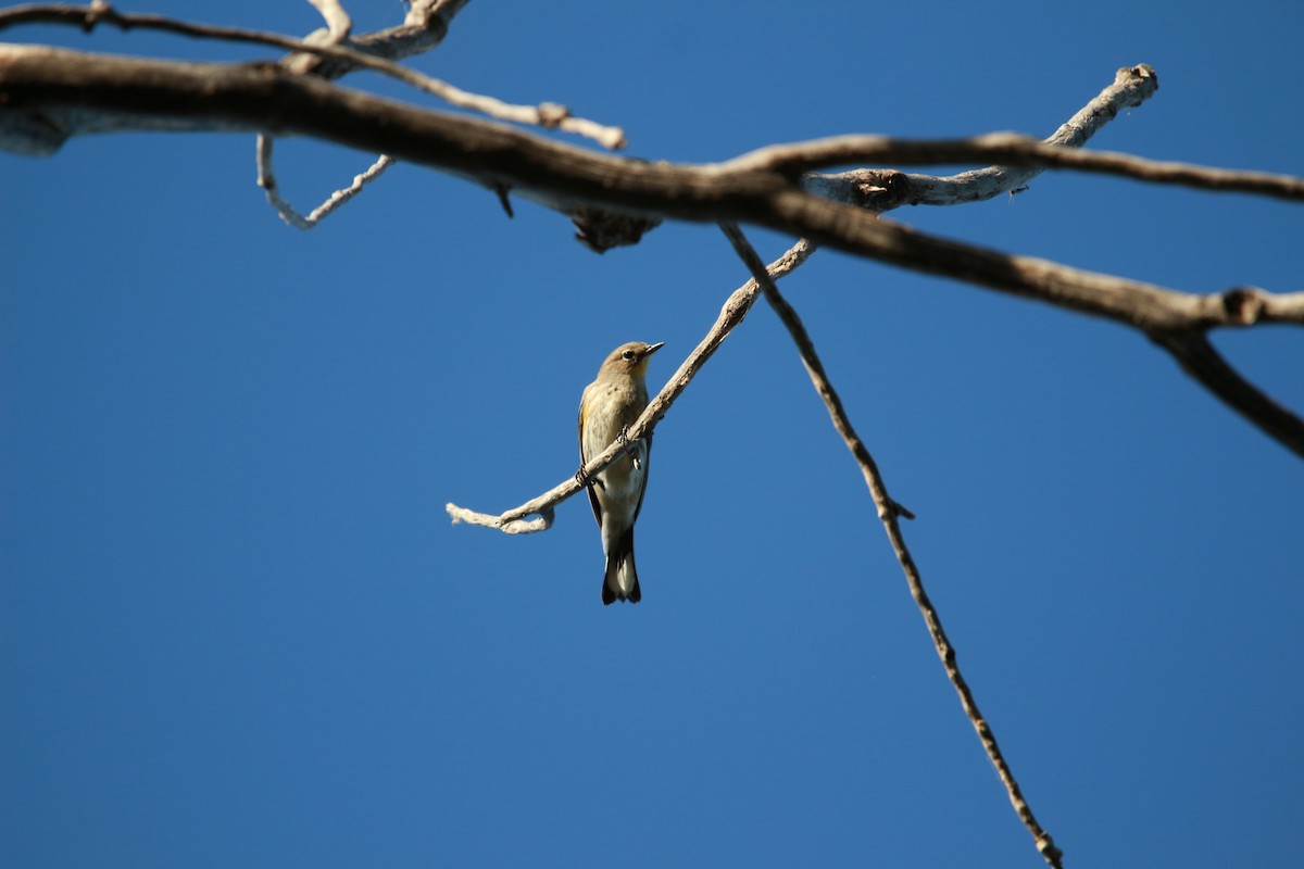 Yellow-rumped Warbler - ML609876411