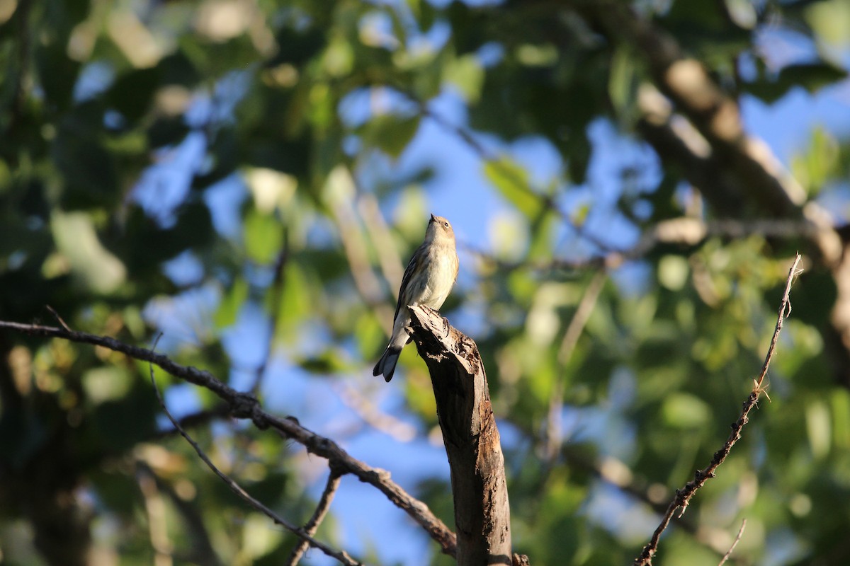 Yellow-rumped Warbler - ML609876412