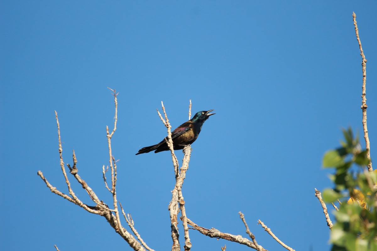 Common Grackle - ML609876418