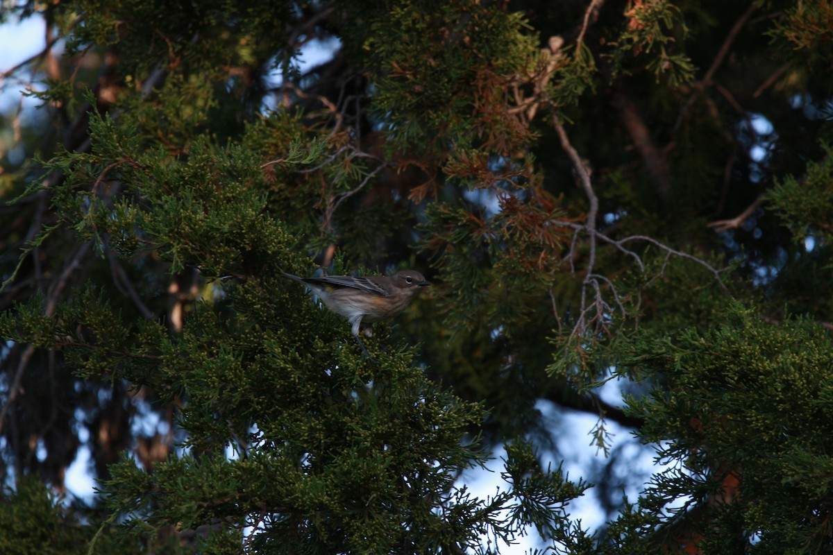 Yellow-rumped Warbler - ML609876421