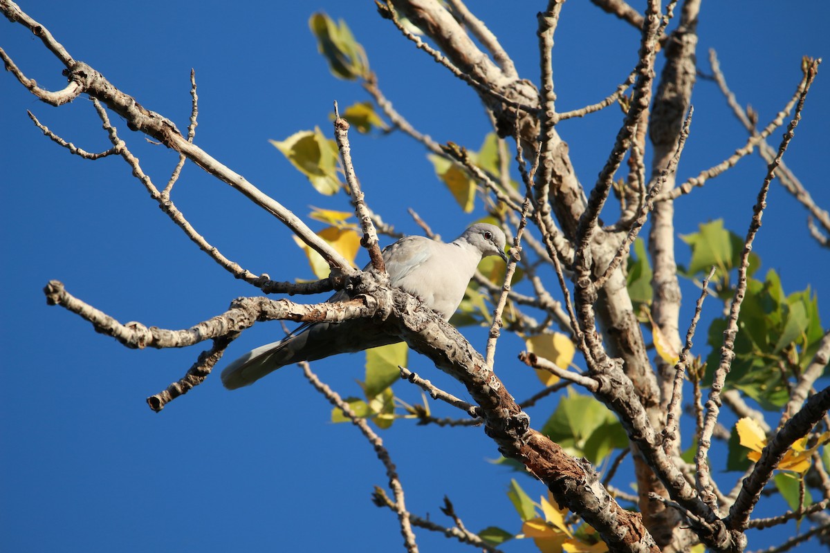 Eurasian Collared-Dove - ML609876437