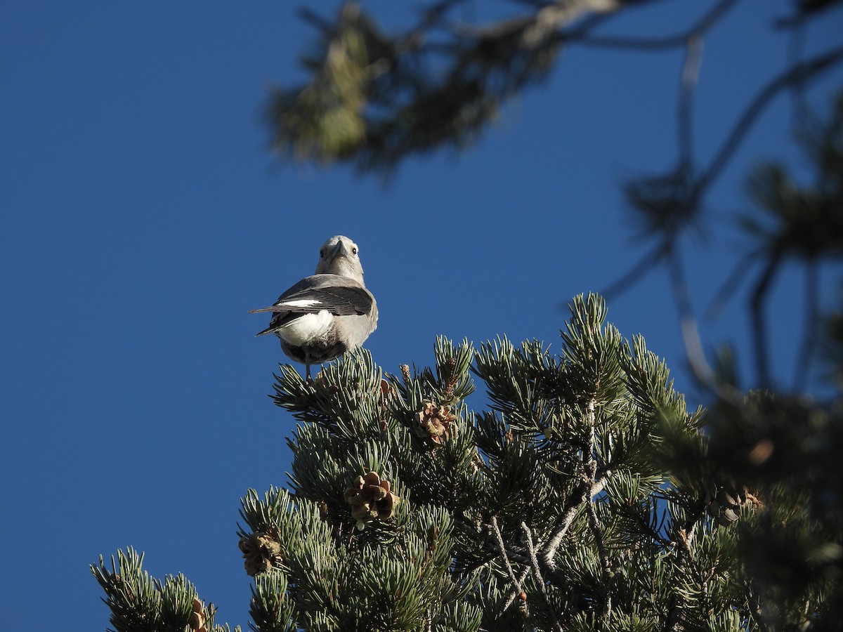 Clark's Nutcracker - ML609876469