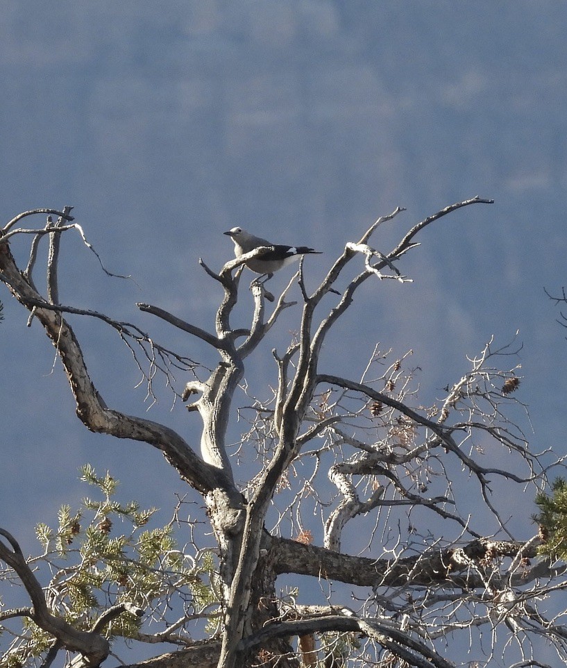 Clark's Nutcracker - ML609876470