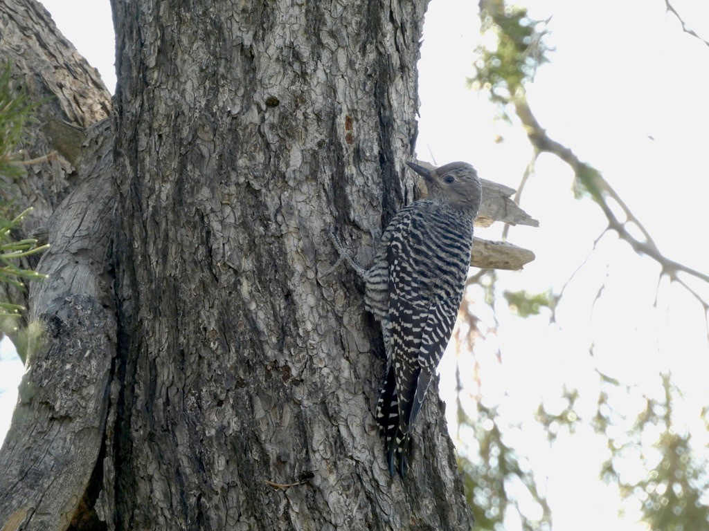 Williamson's Sapsucker - Beth Bruckheimer