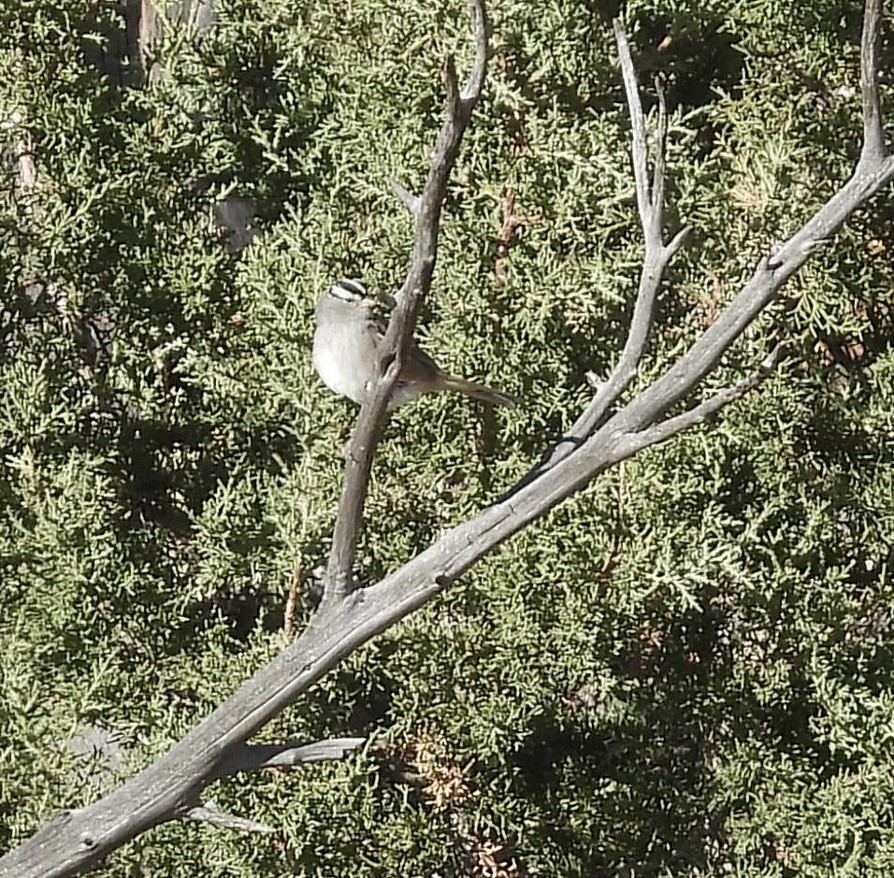 White-crowned Sparrow - ML609876496