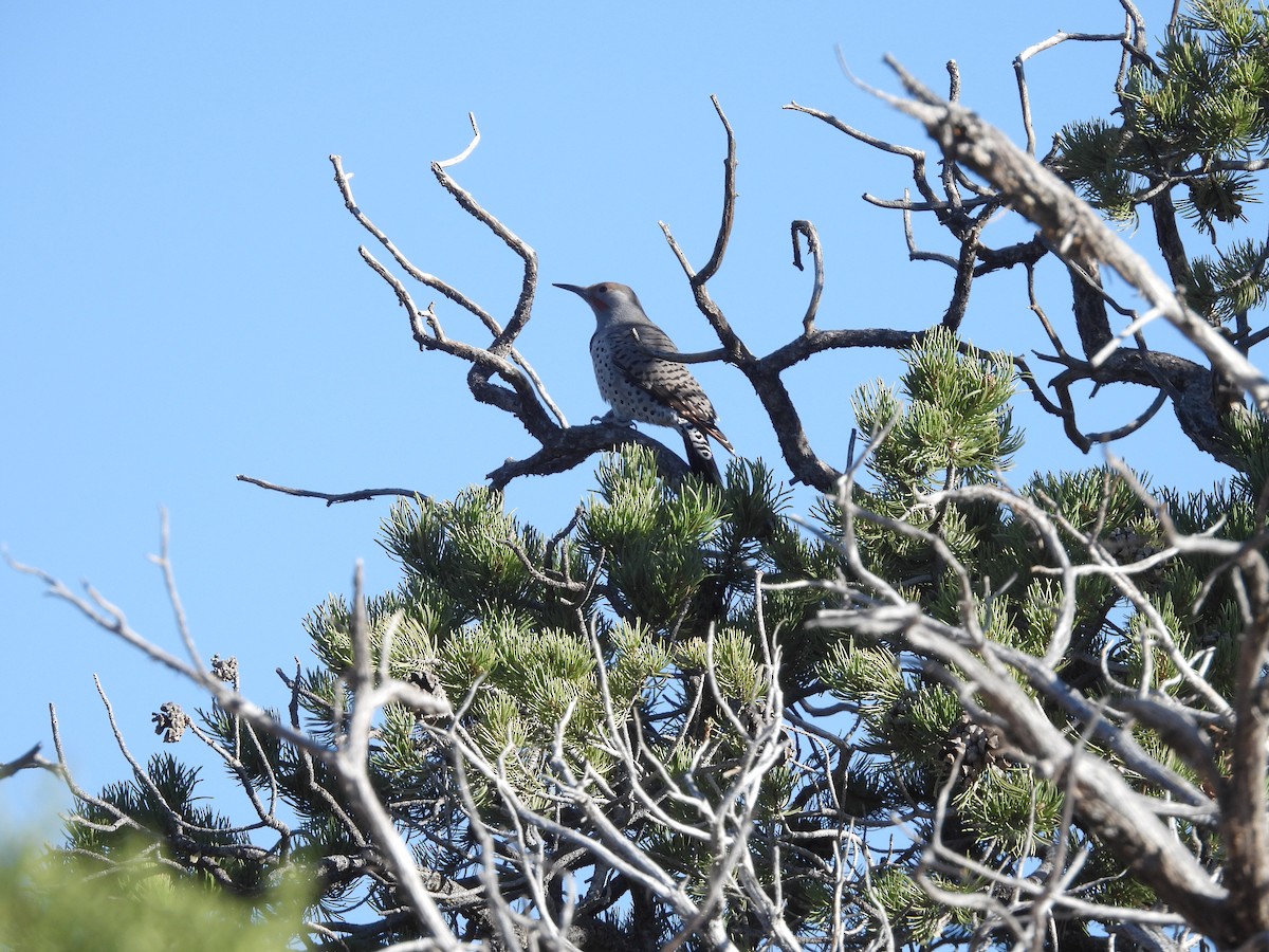 Northern Flicker - ML609876502