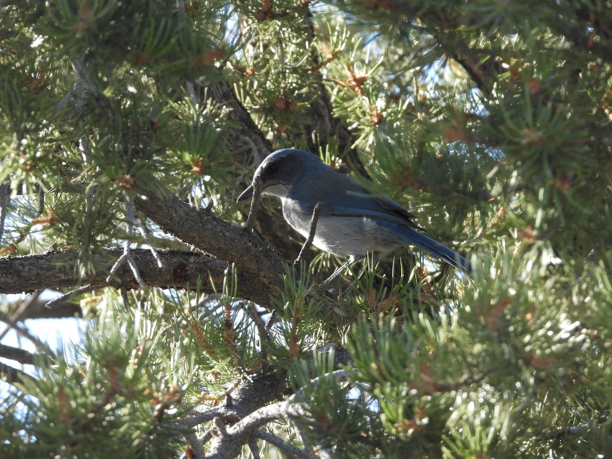 Woodhouse's Scrub-Jay - ML609876509