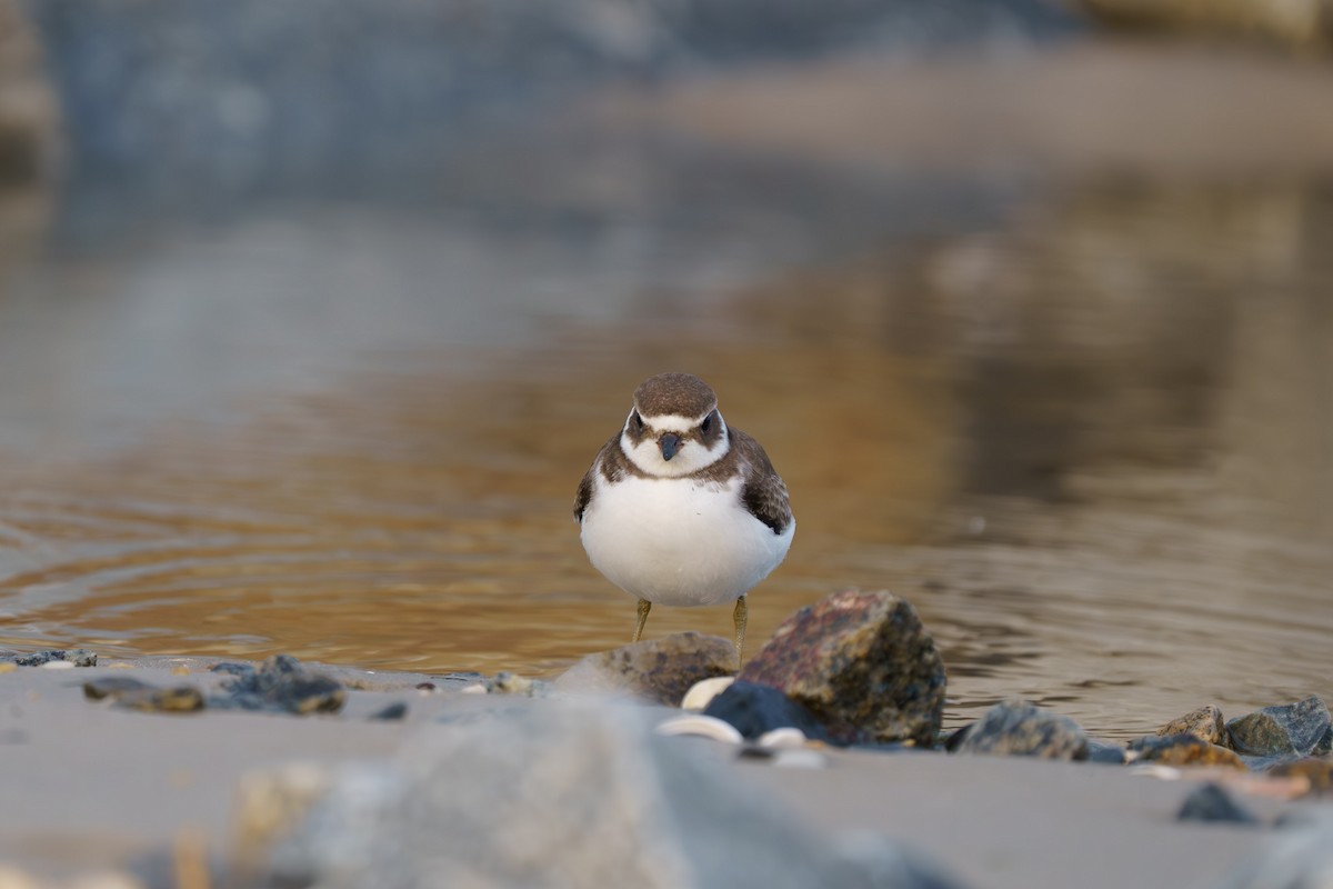 Semipalmated Plover - ML609876520