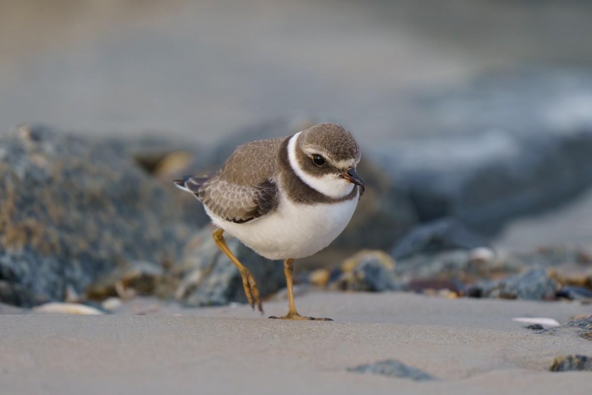 Semipalmated Plover - ML609876521