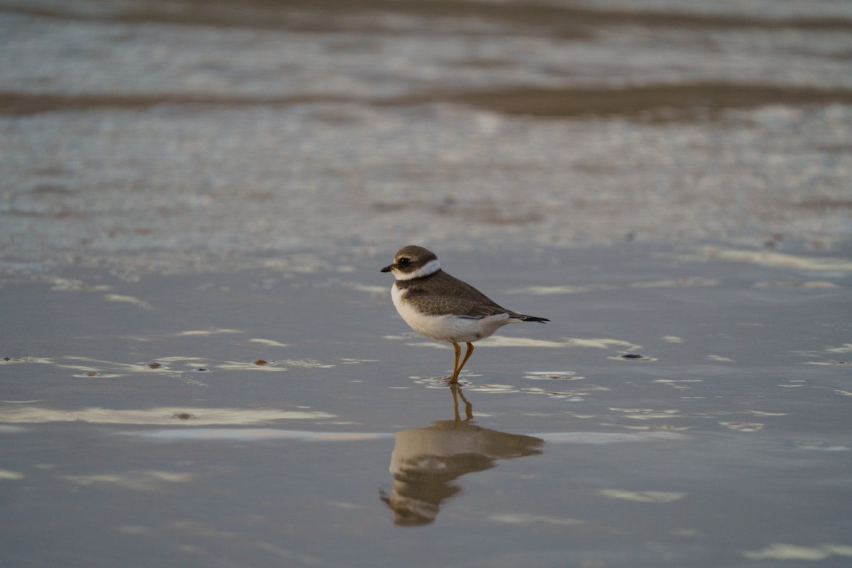 Semipalmated Plover - ML609876522