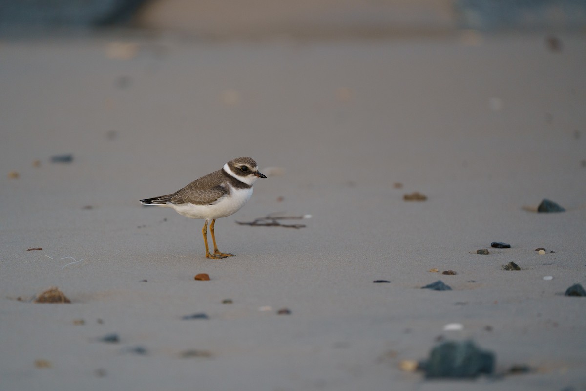 Semipalmated Plover - ML609876524