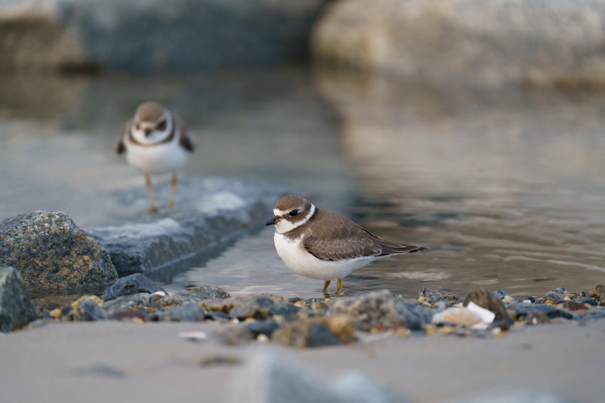 Semipalmated Plover - ML609876525