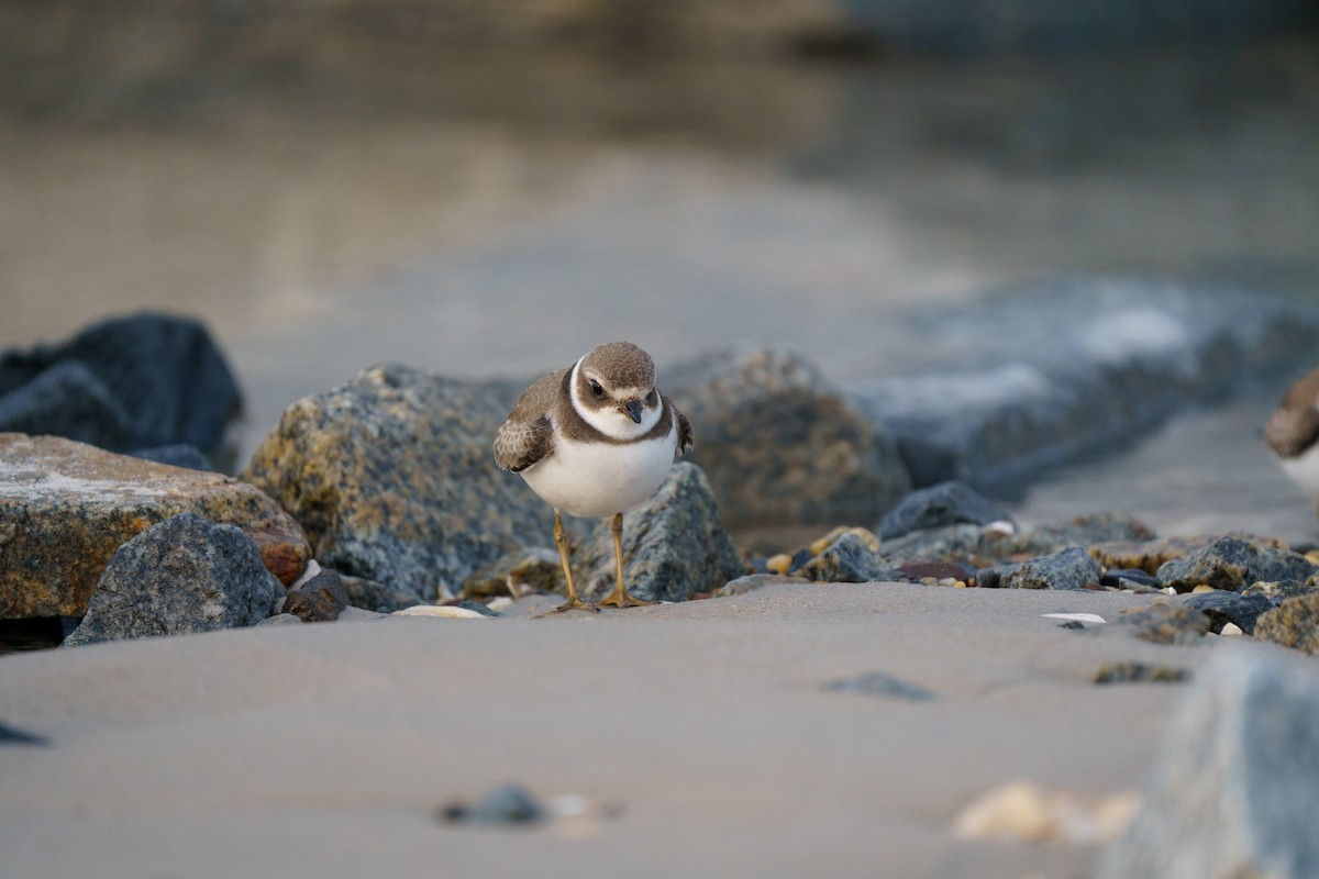Semipalmated Plover - ML609876526