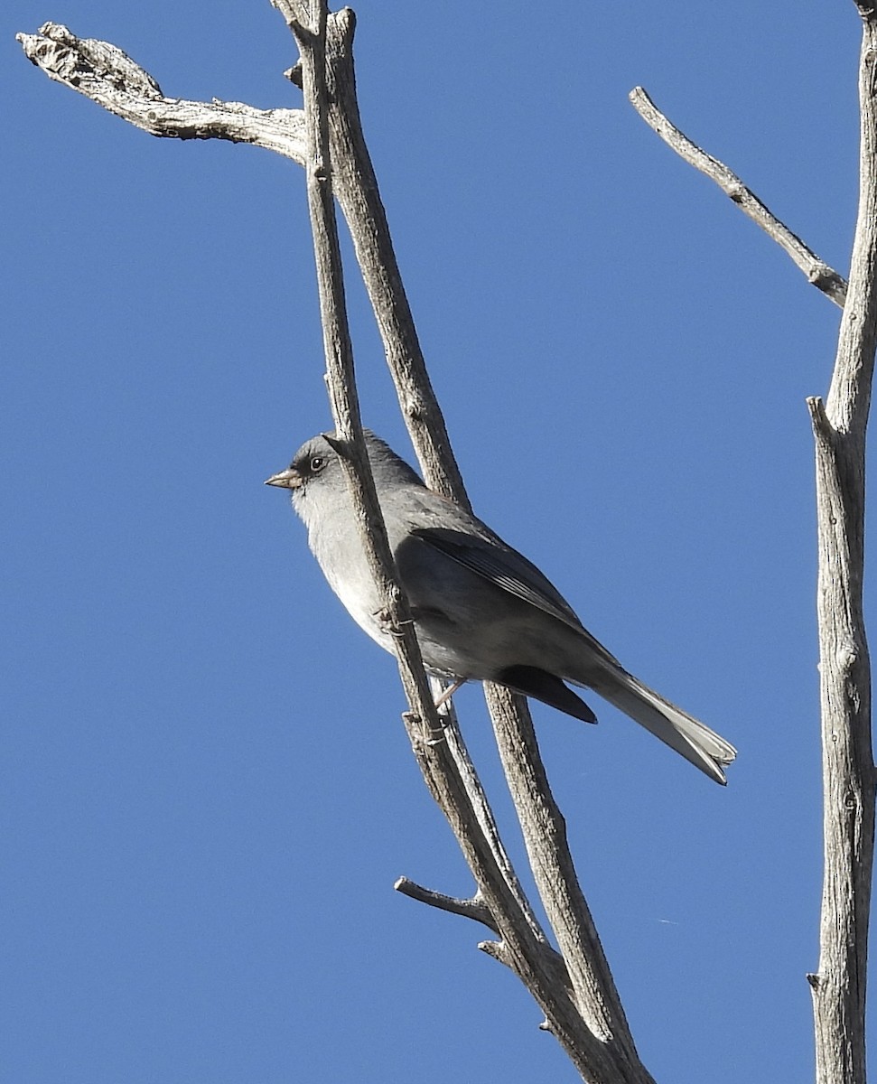 Dark-eyed Junco - Beth Bruckheimer