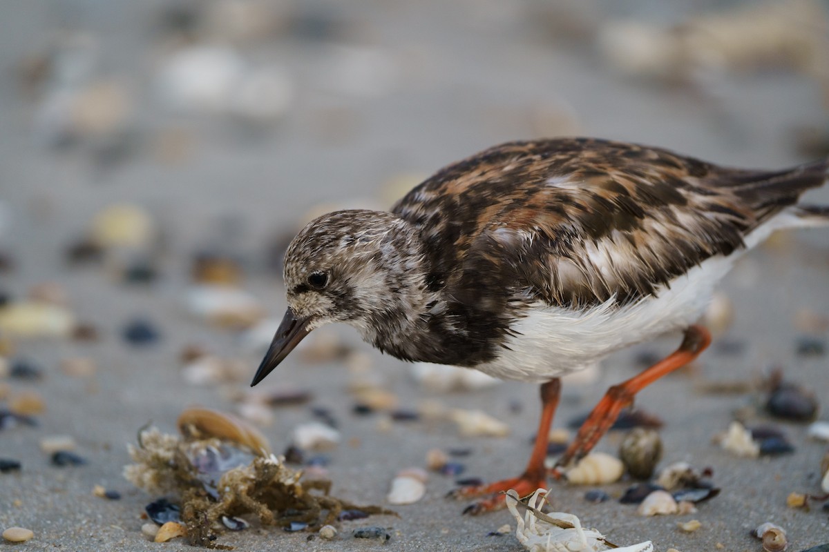 Ruddy Turnstone - ML609876531