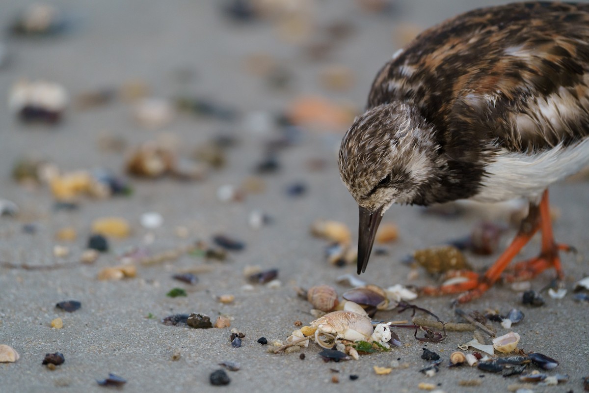 Ruddy Turnstone - ML609876534