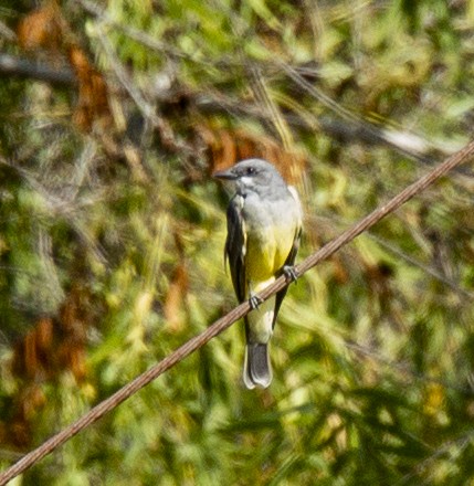 Cassin's Kingbird - ML609876796