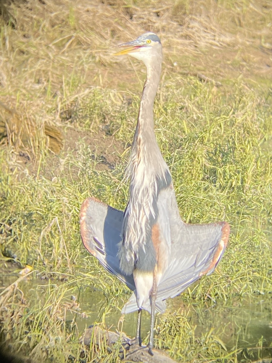 Great Blue Heron - ML609876933