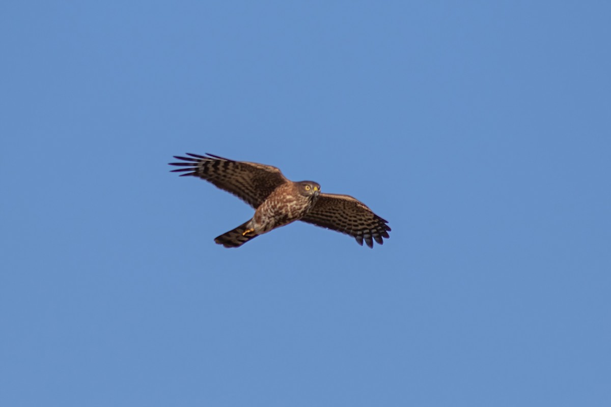 Sharp-shinned Hawk - ML609876946