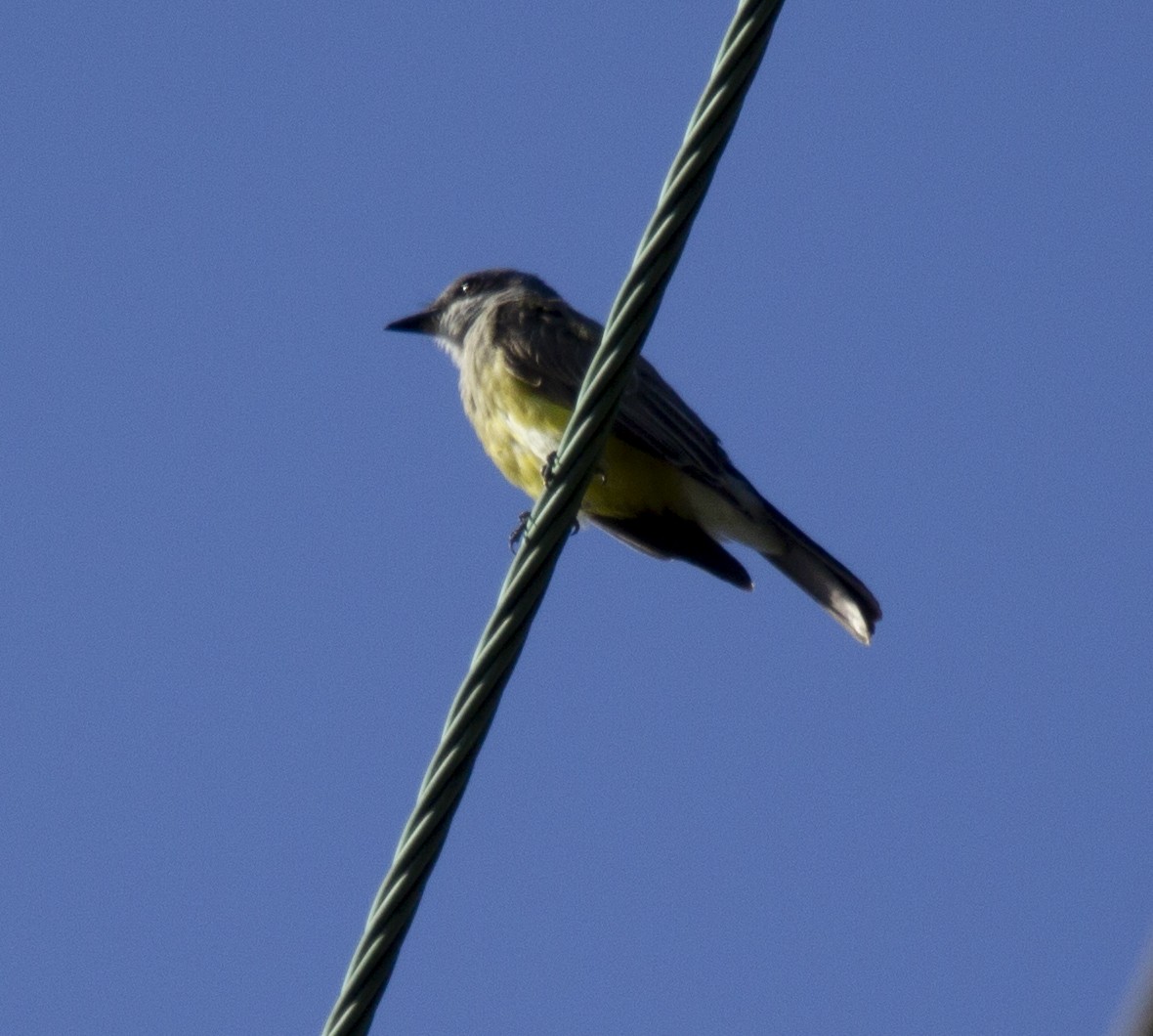 Cassin's Kingbird - ML609877043