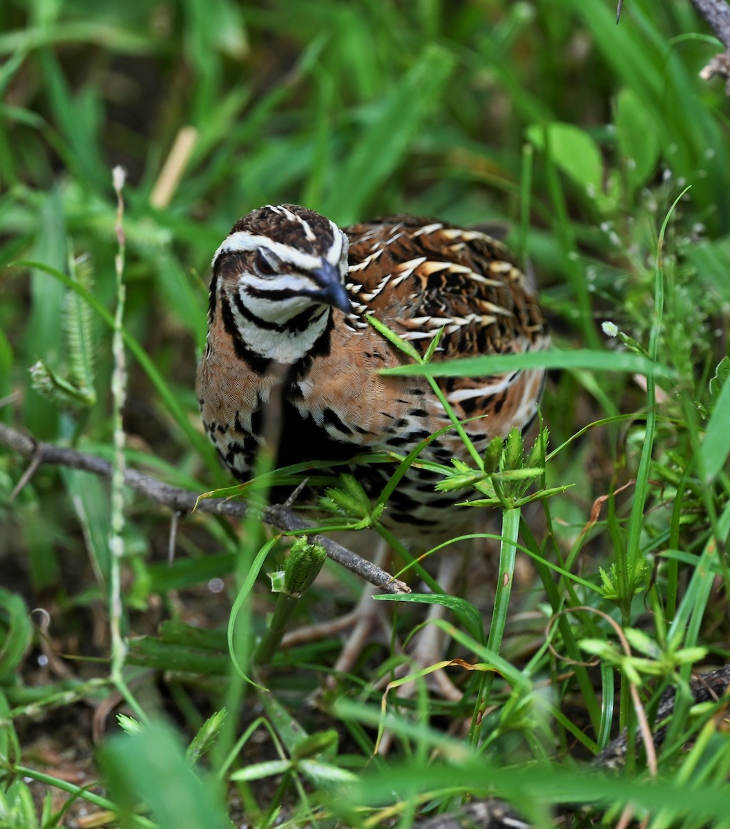 Rain Quail - ML609877061