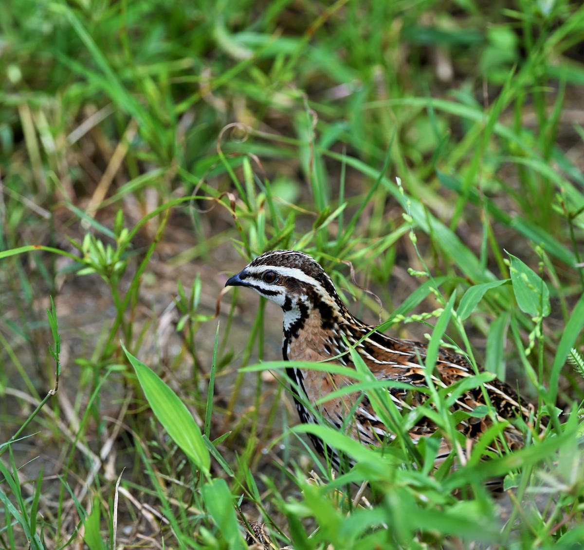 Rain Quail - ML609877062