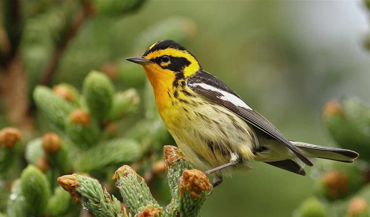 Blackburnian Warbler - ML60987721