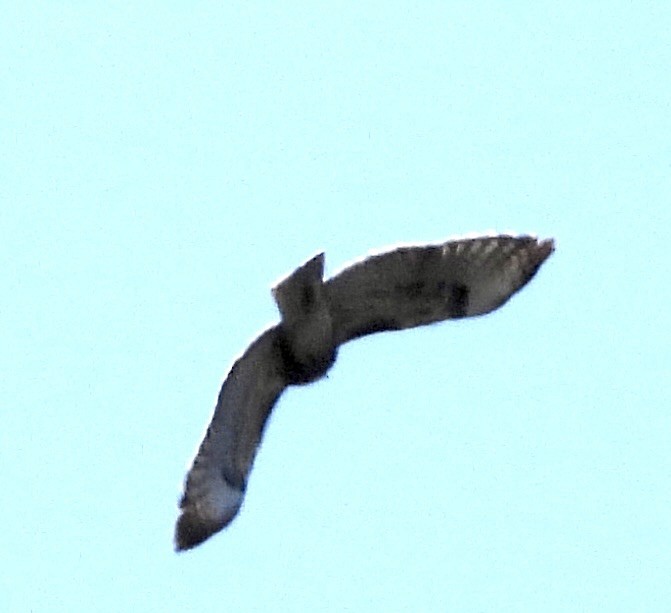 Red-tailed Hawk - Beth Bruckheimer