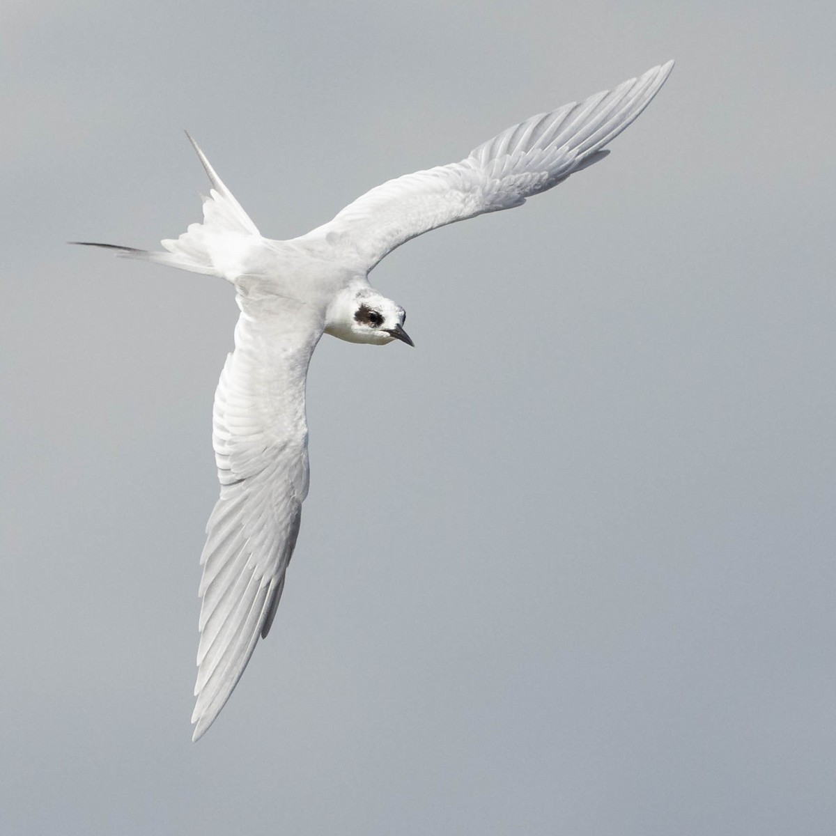 Forster's Tern - Andy DeBroux