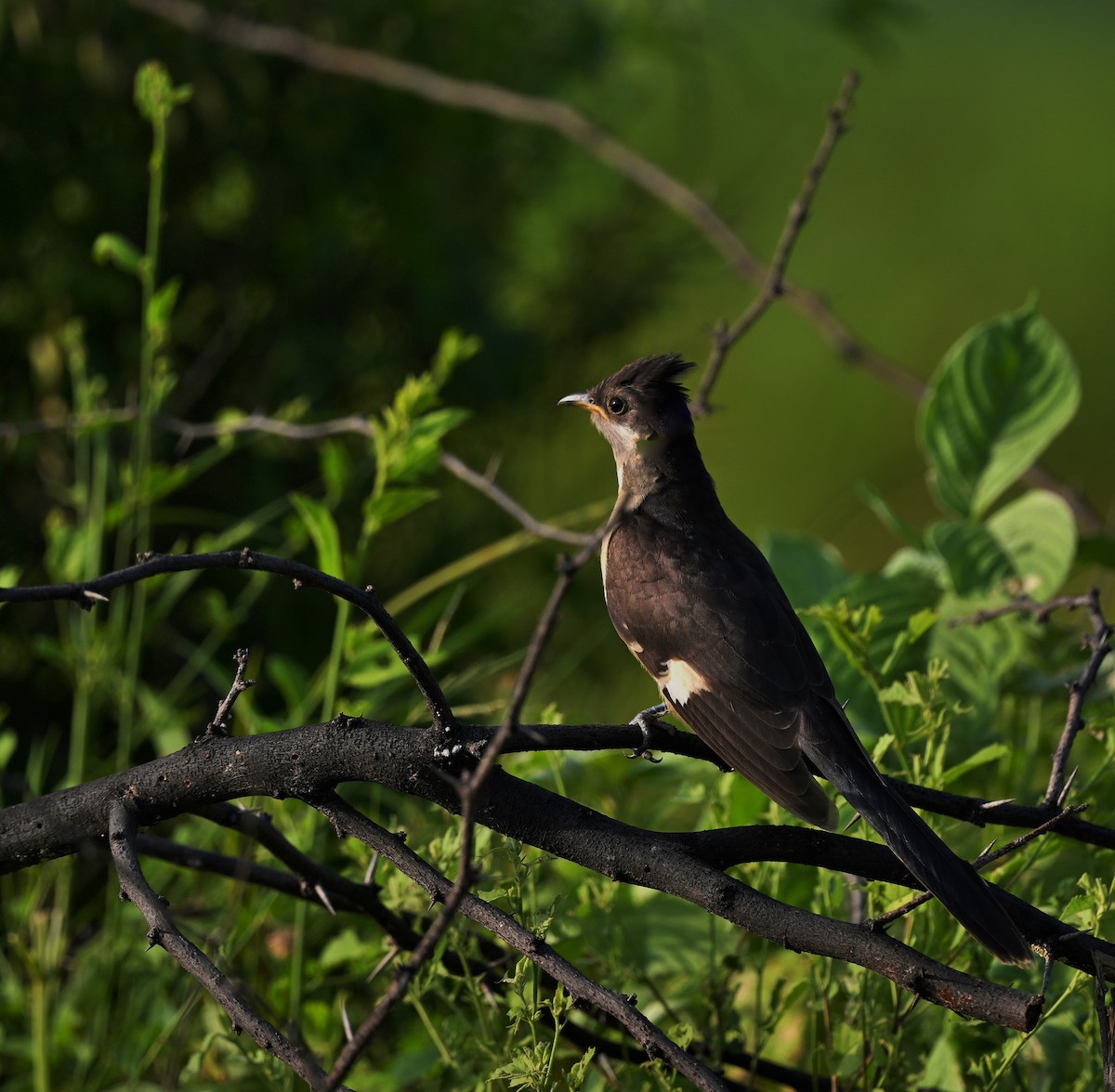 Pied Cuckoo - ML609877349